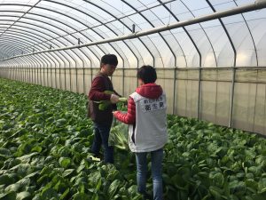 School children must eat safe organic vegetables
