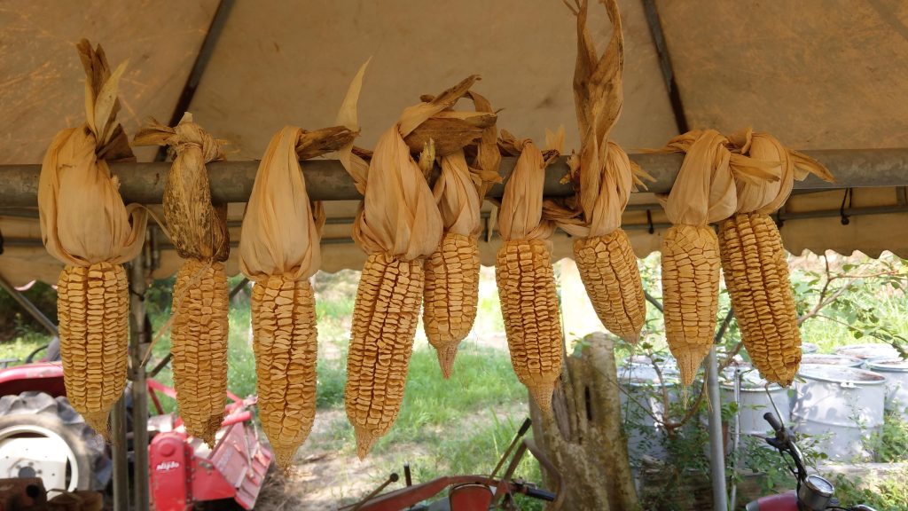 照片來源:阿龜微氣候 (AgriWeather)